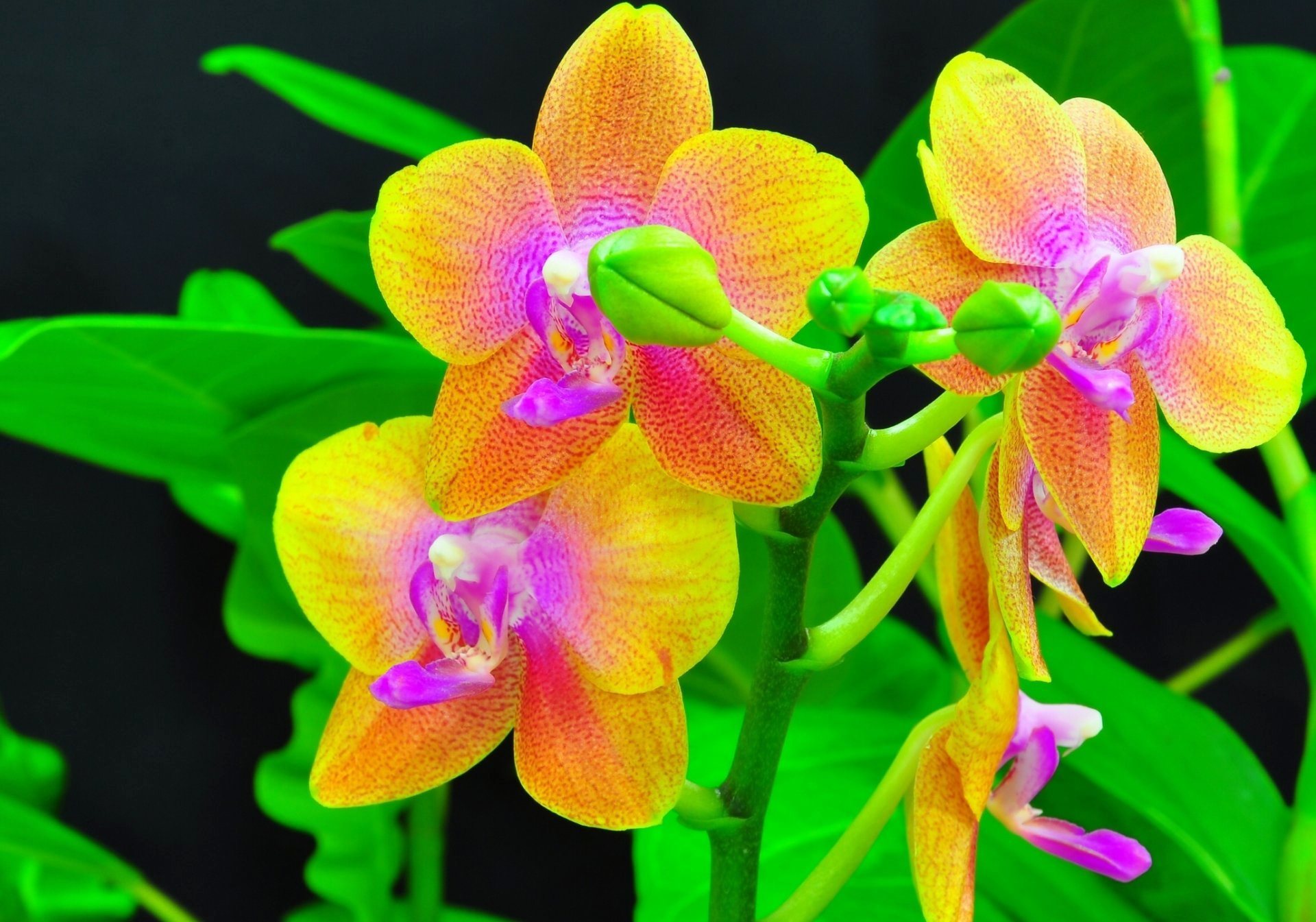 Як змусити орхідею зацвісти: два способи розбудити рослину
