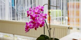 Как заставить орхидею зацвести: два способа разбудить растение  - today.ua