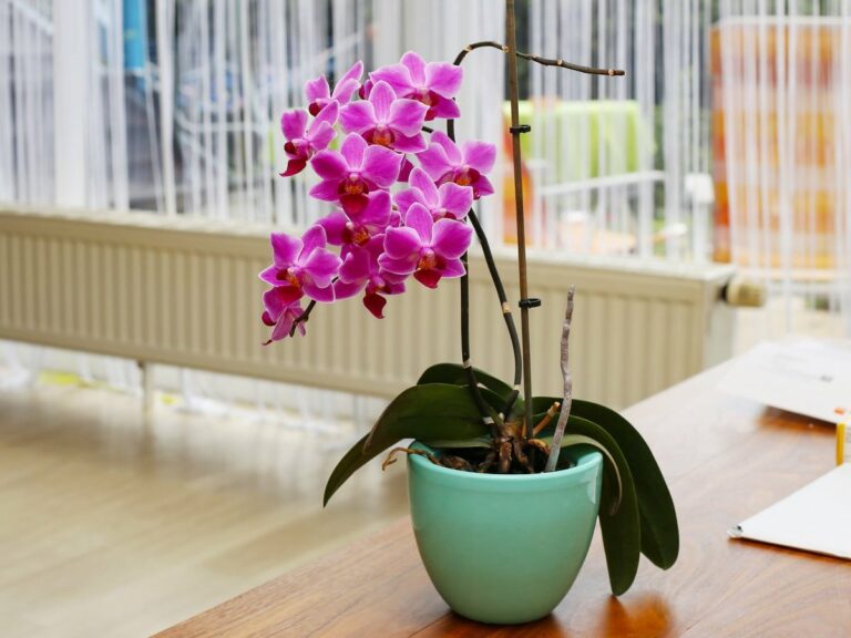 Як змусити орхідею зацвісти: два способи розбудити рослину - today.ua