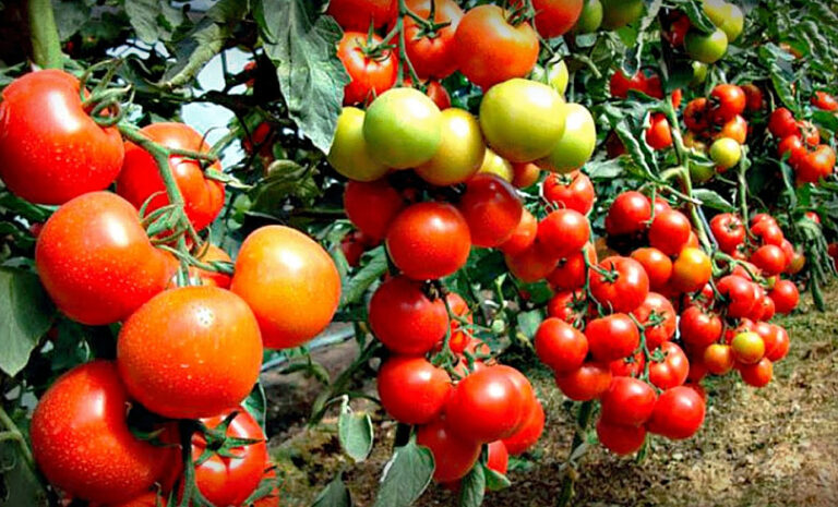На рынках стали расти цены на помидоры: стоит ли ожидать их снижения - today.ua