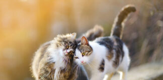 Найбалакучіші кішки: три породи, які стануть чудовою компанією - today.ua