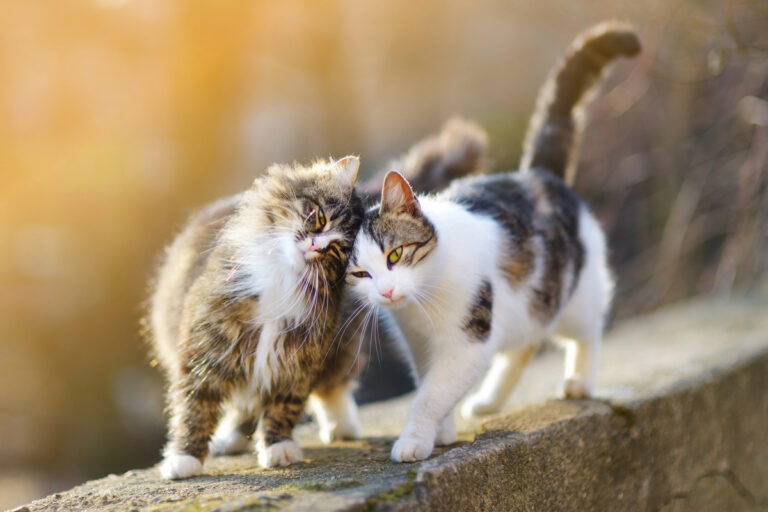 Самые разговорчивые кошки: три породы, которые станут отличной компанией - today.ua
