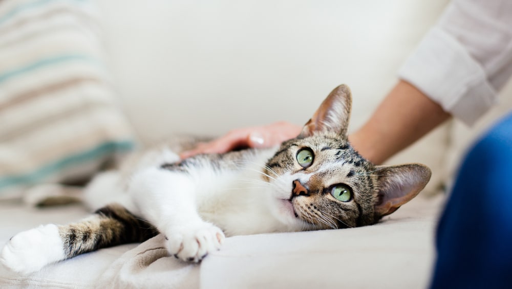 Не только от удовольствия: пять неожиданных причин, почему мурчит кошка 
