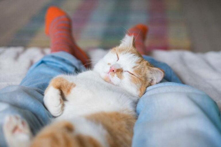 Консультант по поведению кошек раскрыл неожиданную причину, почему питомцы спят на человеке - today.ua