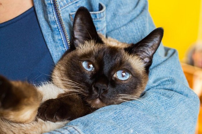 Самые разговорчивые кошки: три породы, которые станут отличной компанией