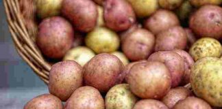 Цены на картофель стремительно растут: можно ли рассчитывать на их стабилизацию - today.ua
