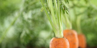 Як правильно саджати моркву на городі восени, щоб навесні зібрати хороший врожай - today.ua