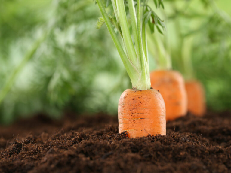 Как правильно сажать морковь на огороде осенью, чтобы весной получить хороший урожай - today.ua