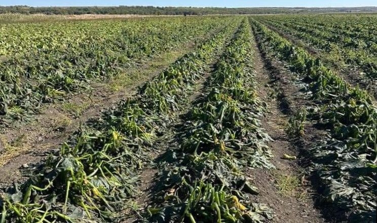 В Україні чекають стрімкого зростання цін на огірки, перець та кабачки: мороз побив плантації з овочами