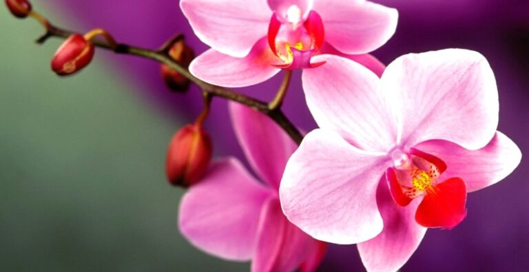 Орхидею заставит зацвести полезная специя: лайфхак от садоводов  - today.ua