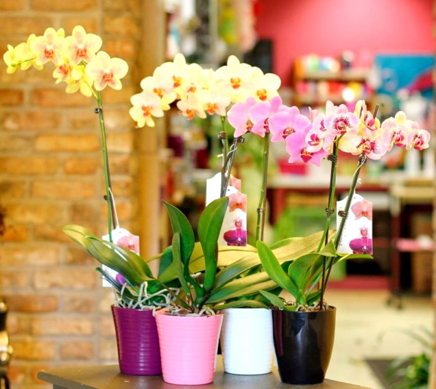 Чем полить орхидеи для лучшего роста и пышного цветения 