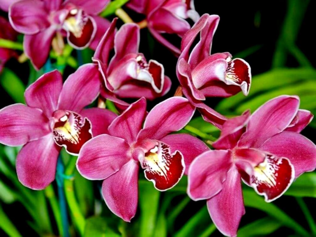 Чем полить орхидеи для лучшего роста и пышного цветения 