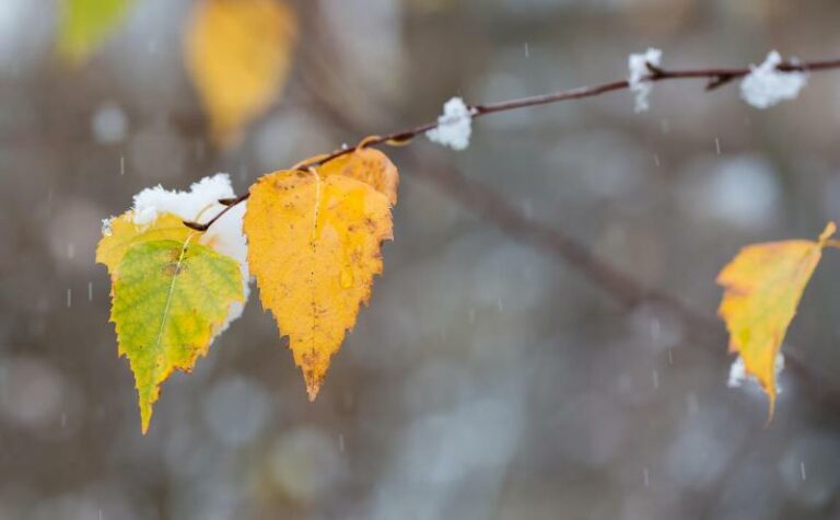 “Тут у нас тумани і дощі“: погода в Україні зіпсується до мокрого снігу, холоду і штормового вітру - today.ua