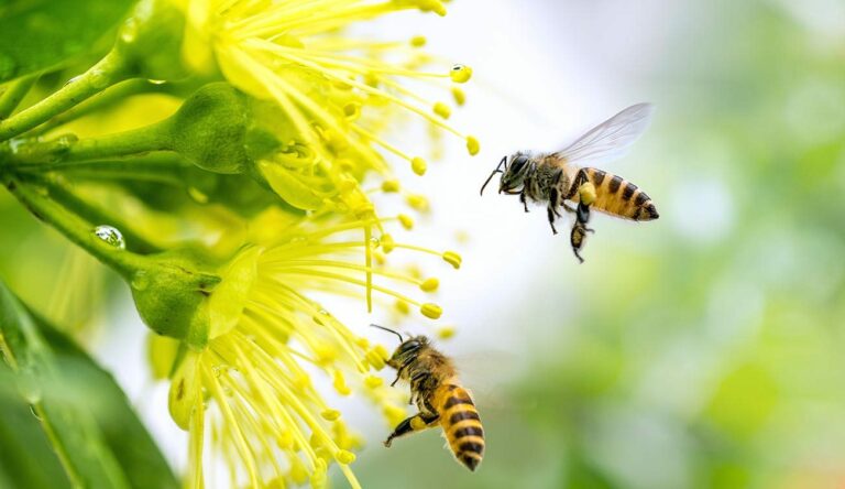 Пчел решили привлечь к разминированию украинских полей, - новый проект МИД - today.ua