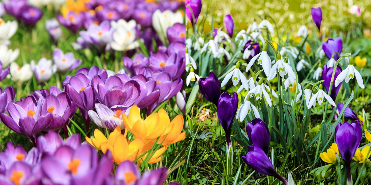 Які квіти потрібно саджати восени на городі, щоб навесні вони розквітли - today.ua