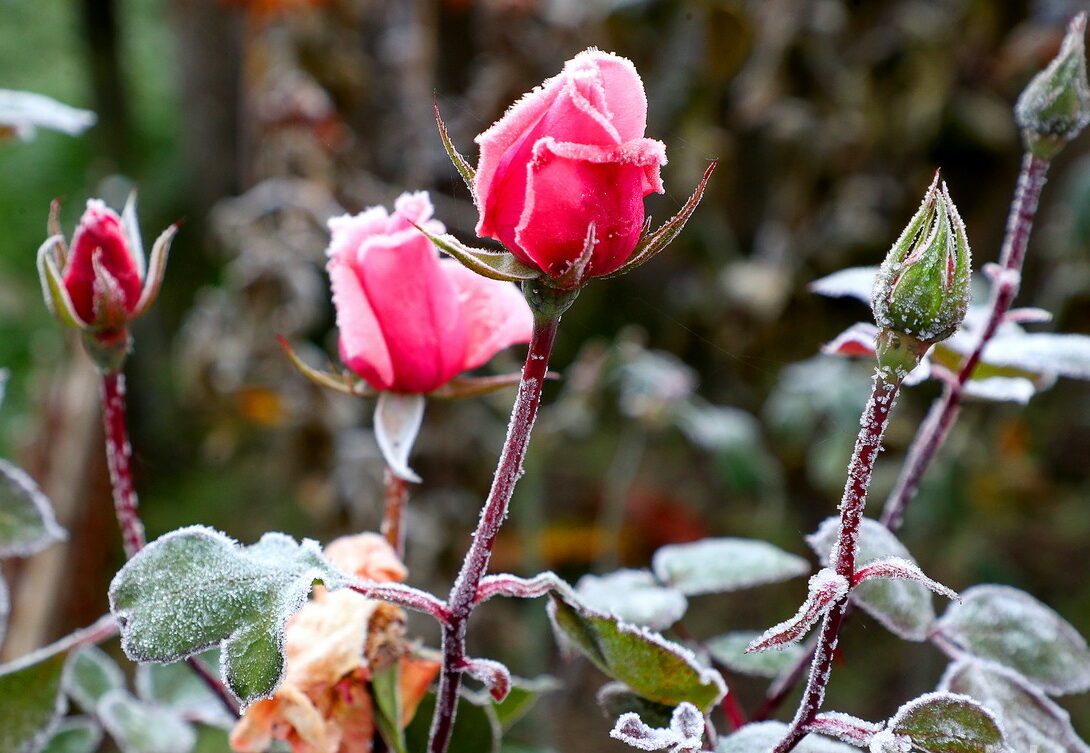 В Украине ожидаются сильные заморозки: синоптики сделали неожиданный прогноз погоды на начало недели