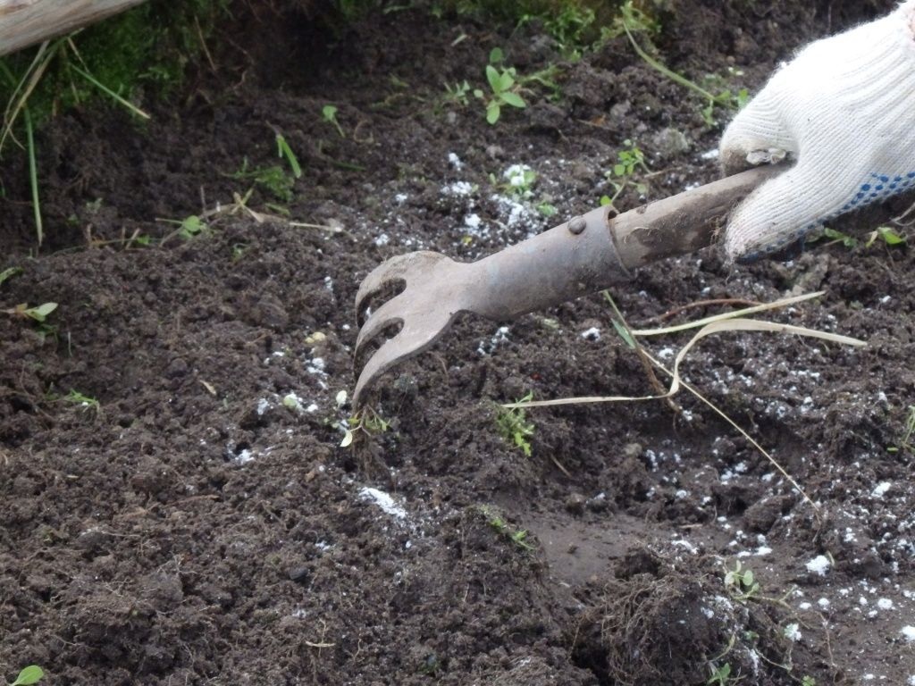 Висадка під зиму у відкритий ґрунт: унікальний спосіб вирощування помідор без розсади - today.ua