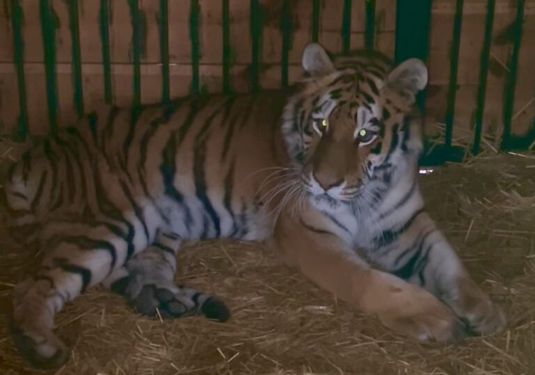 Из-за ракетной атаки на Киев пострадала тигрица из Центра спасения диких животных (Видео) - today.ua