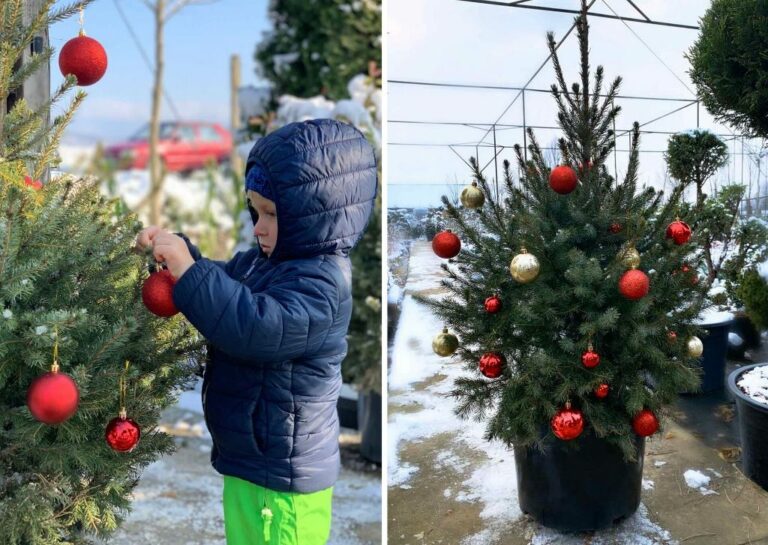 Сколько стоит праздничное настроение? Названы новые цены на новогодние елки в Украине - today.ua