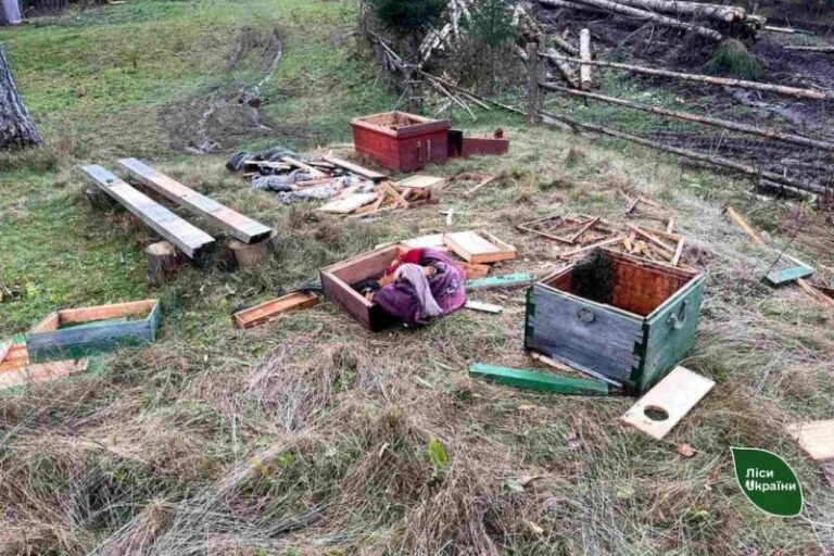 В Карпатах медведи устроили шабаш: разбили ульи и съели весь мед - today.ua