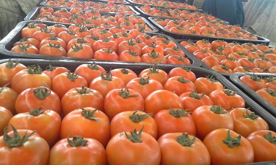 В Україні подешевшали помідори, цибуля та часник: з чим пов'язане падіння цін на овочі