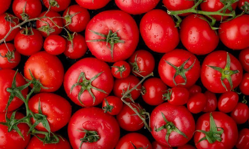 Высадка под зиму в открытый грунт: уникальный способ выращивания томатов без рассады