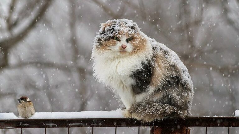 Украину завалит снегом и укроет гололедицей: синоптики прогнозируют сложную погоду в ближайшие дни - today.ua