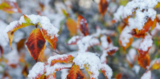 Зимний циклон: синоптики рассказали, где в Украине выпадет снег на следующей неделе - today.ua