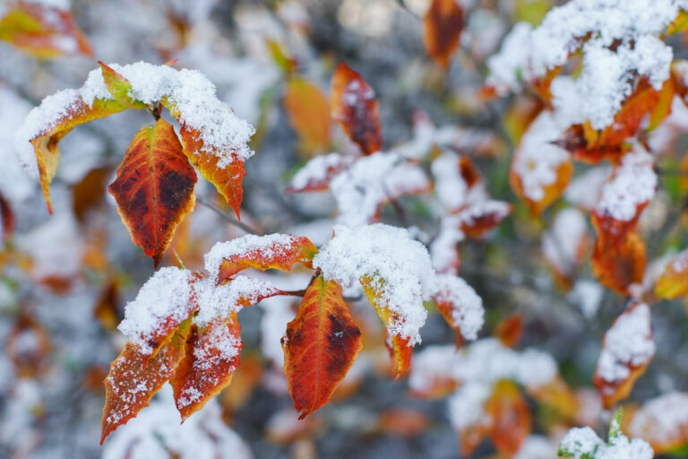 Зимний циклон: синоптики рассказали, где в Украине выпадет снег на следующей неделе - today.ua