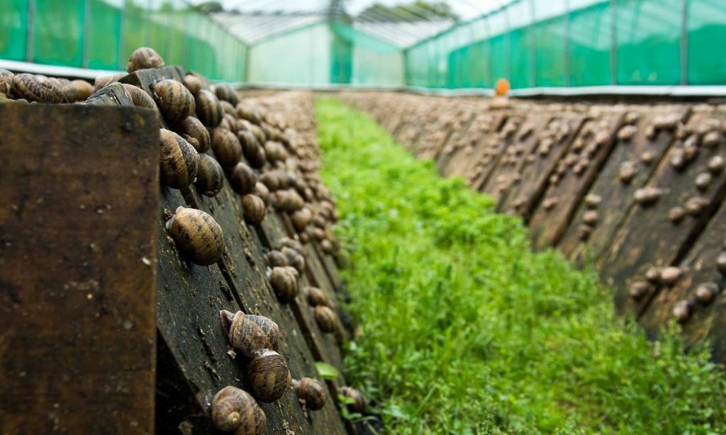 В Украине появился выгодный агробизнес: цены на улиток во время войны побили рекорды