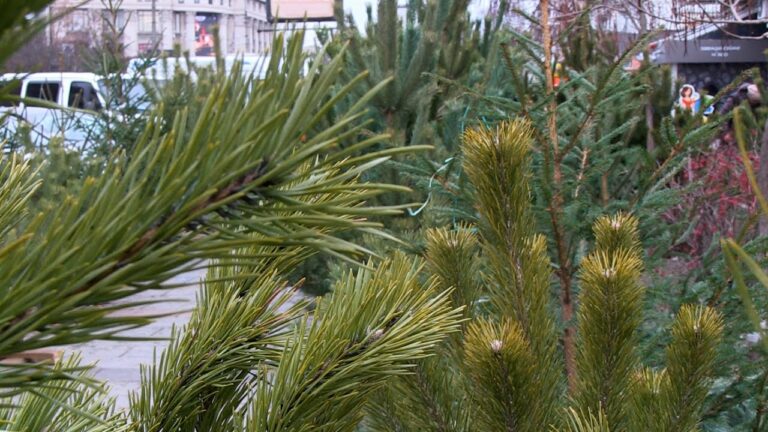 Стали відомі ціни на ялинки в Україні по регіонам: де найдешевше купити новорічне дерево - today.ua