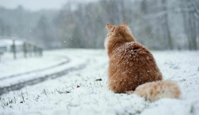 В Україну прийшла зима з мокрим снігом та ожеледицею: синоптики попередили про погоду на неділю - today.ua