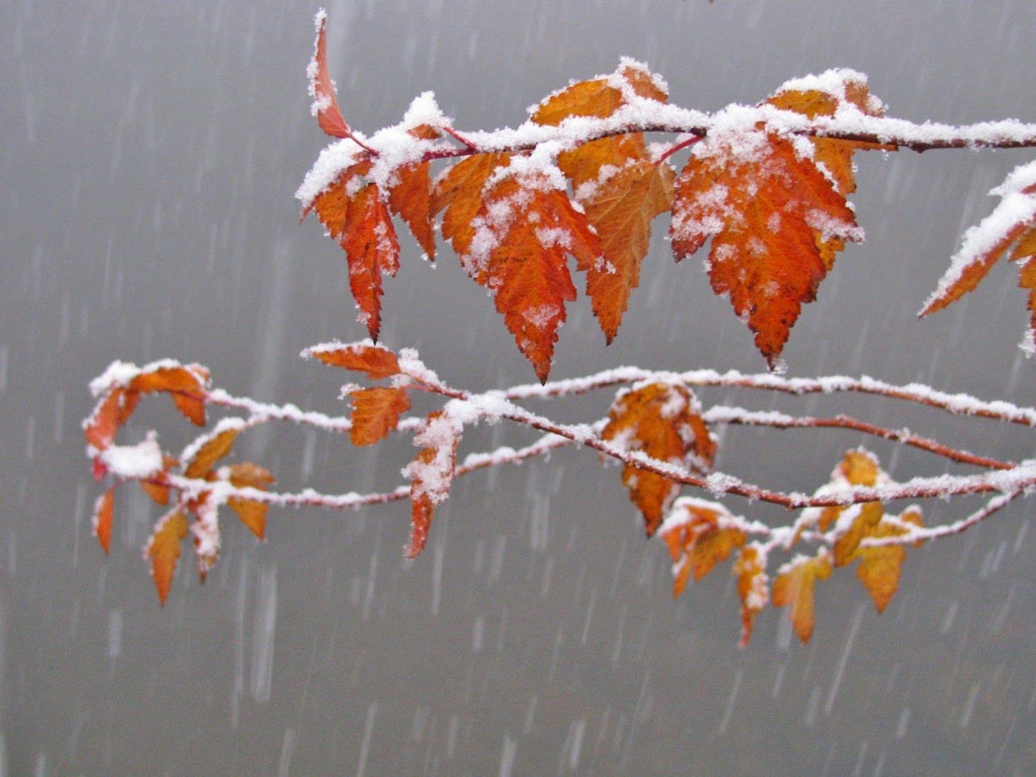 Синоптик рассказала, что будет с погодой в Украине до Нового года: названы самые холодные дни