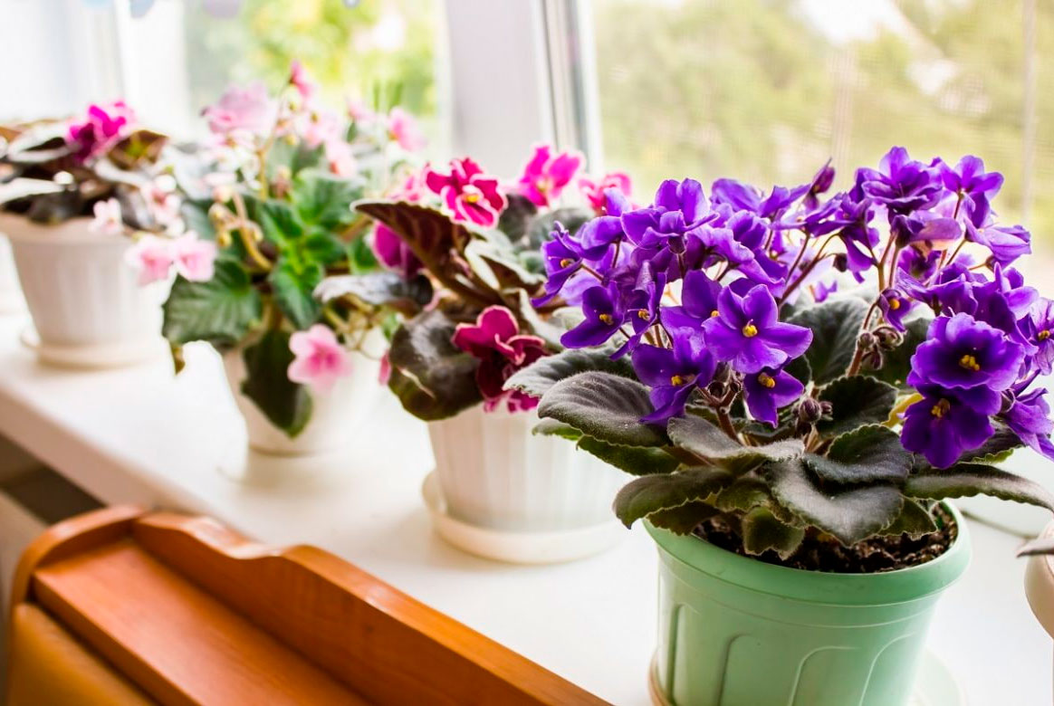 Топ-3 домашних растения, которые очищают дом от негативной энергии