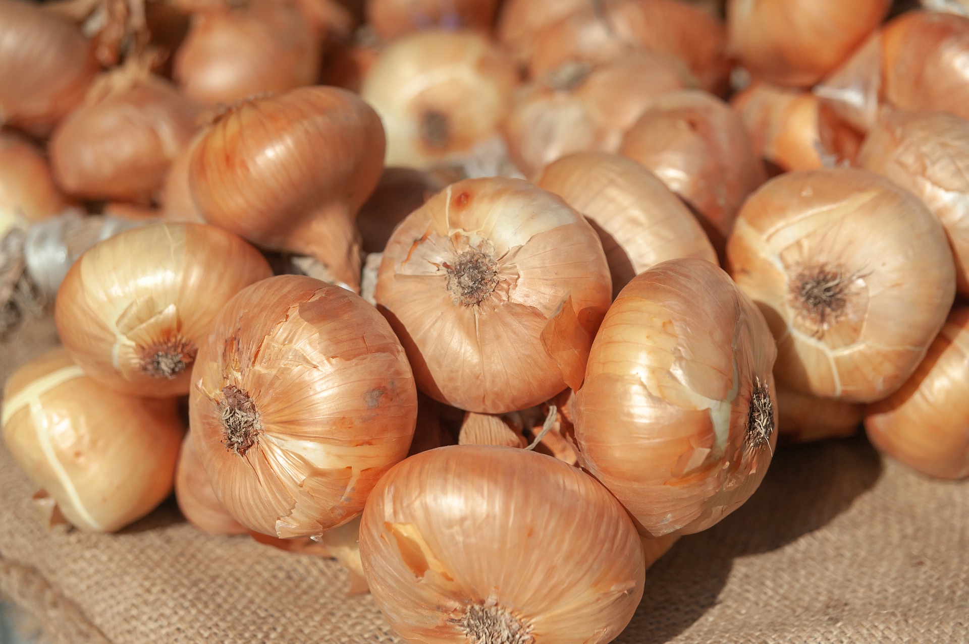 В Україні рекордно виросли ціни на цибулю: названо основні причини