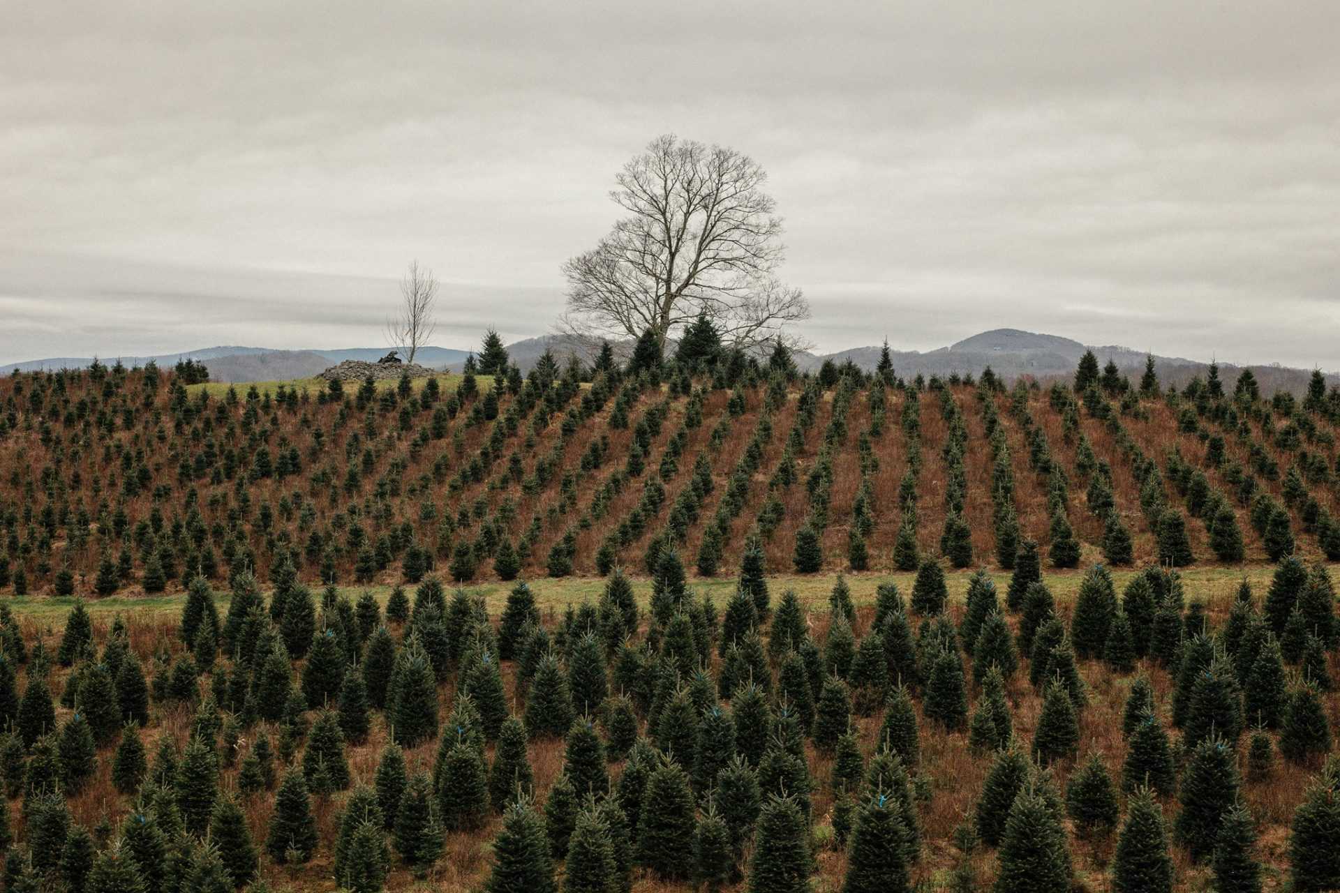 Украинцам напомнили о штрафах за незаконно срубленные елки: от чего зависит сумма  наказания