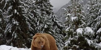 В Карпатах не заснули медведи: косолапые караулят в горах туристов - today.ua