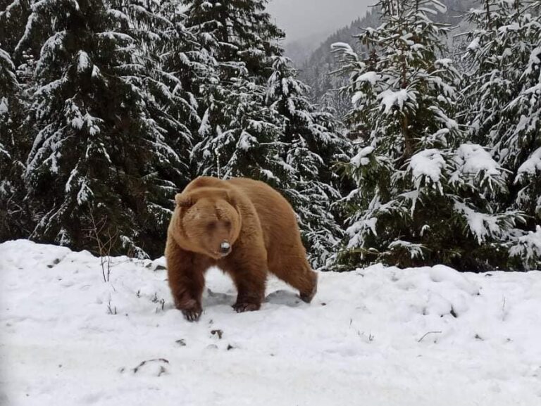 В Карпатах не заснули медведи: косолапые караулят в горах туристов - today.ua
