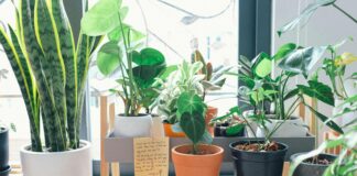 Зеленый доктор: 4 комнатных растения, которые защищают от вирусов и бактерий - today.ua