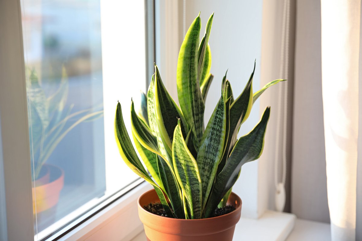 Зеленый доктор: 4 комнатных растения, которые защищают от вирусов и бактерий