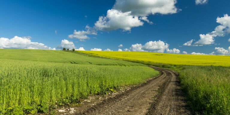 В Україні відкриється ринок землі для юросіб з 1 січня: як це вплине на вартість ділянок - today.ua