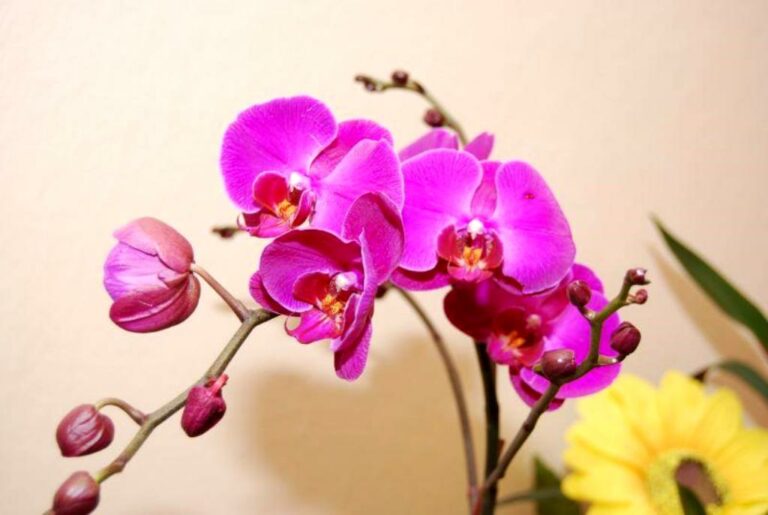 Почему орхидея не цветет и сохнет: как спасти растение от гибели  - today.ua