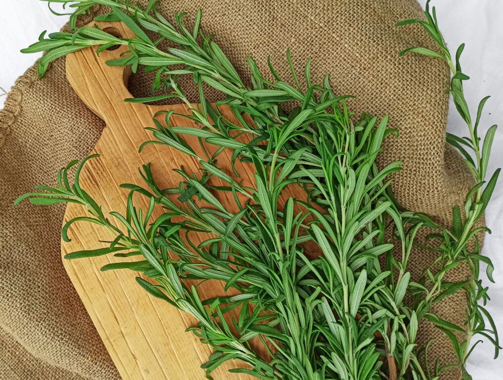 Улучшает память и помогает справиться со стрессом: растение, которое в войну должно быть в каждом доме - today.ua