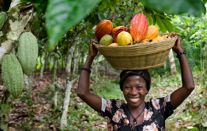 На земле исчезает шоколад: урожай какао погибает от климатических изменений