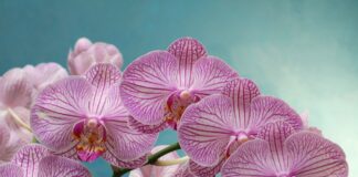 Как оживить засохшую орхидею и заставить ее цвести: лайфхаки - today.ua