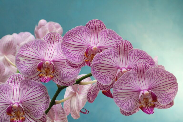 Как оживить засохшую орхидею и заставить ее цвести: лайфхаки - today.ua