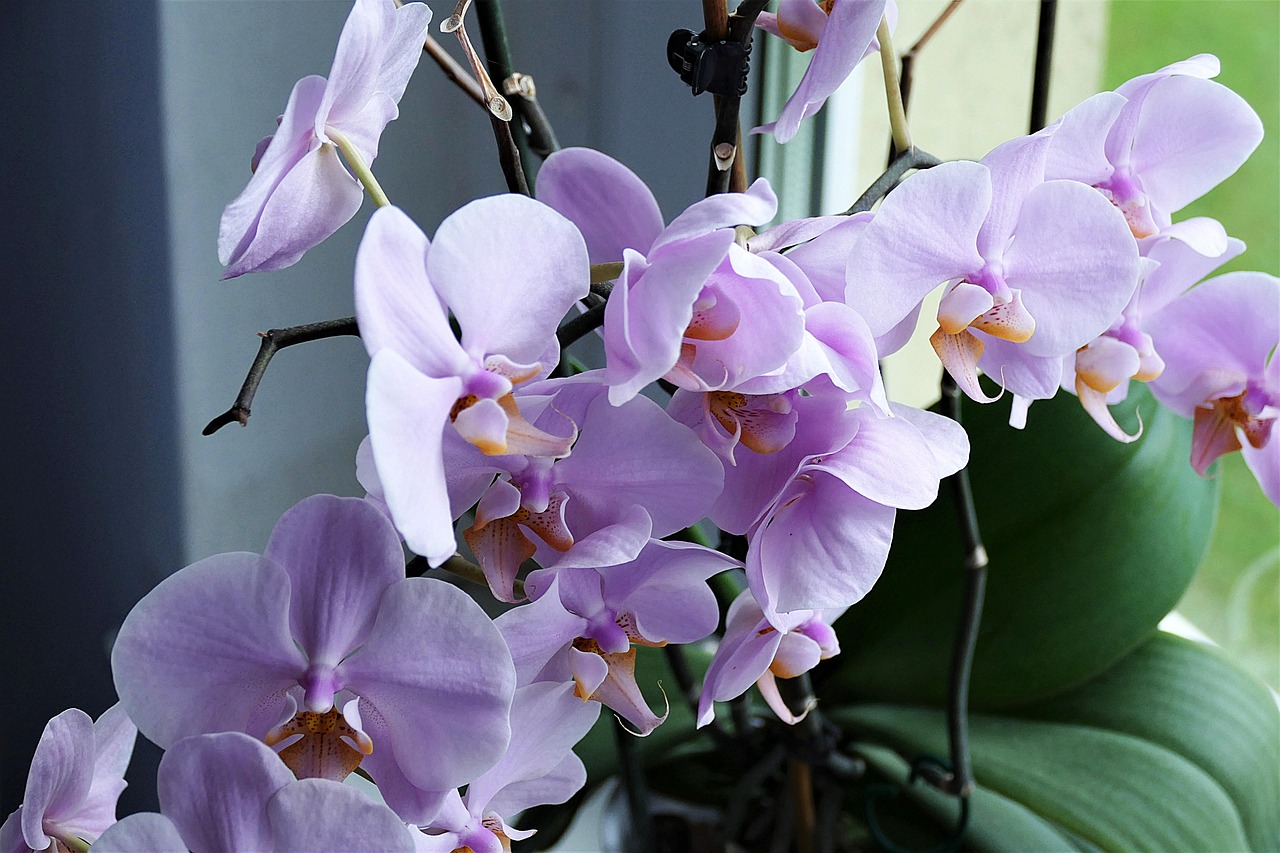 Как оживить засохшую орхидею и заставить ее цвести: лайфхаки