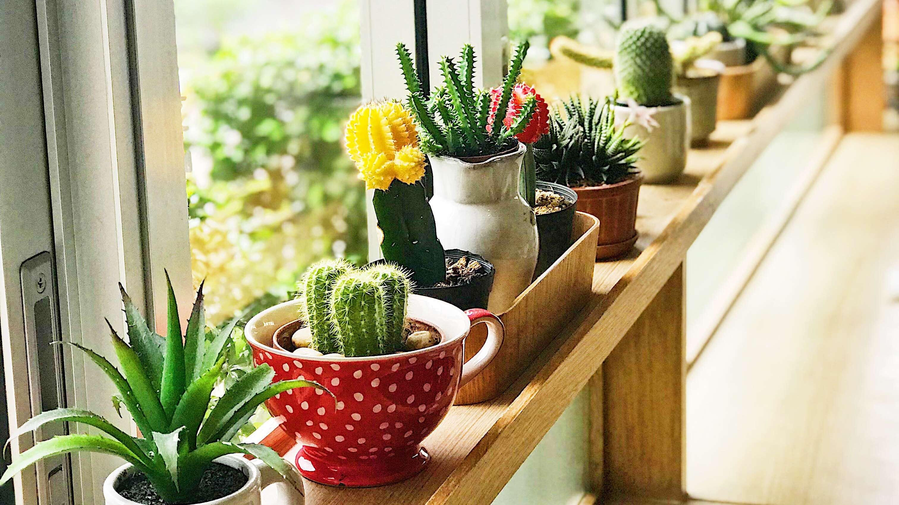 Опасные домашние растения, которых стоит избегать: вызывают болезни и бессонницу - today.ua