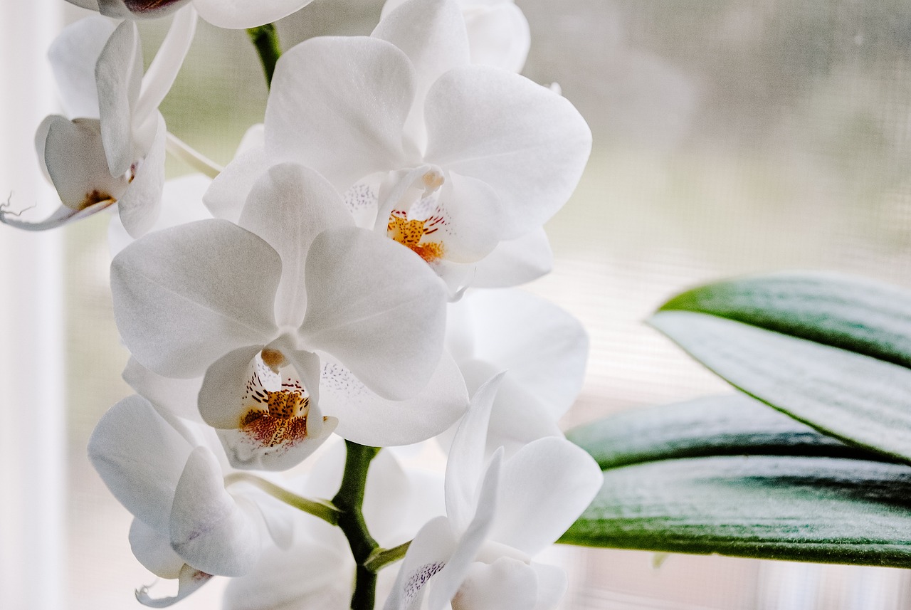 Как оживить засохшую орхидею и заставить ее цвести: лайфхаки