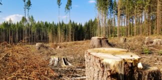 На рынок может попасть радиоактивная древесина: в Чернобыльской зоне кто-то активно вырезает деревья - today.ua